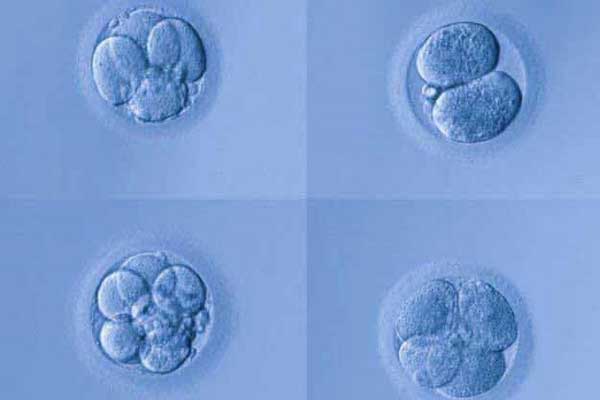 昌平专家提醒：泰国试管婴儿胚胎几级好?